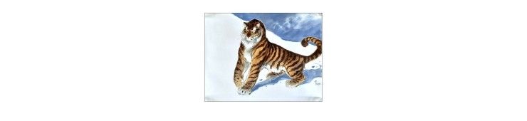 Frank Pé / Tigre /  100 X 75 cm / Original