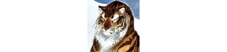 Frank Pé / Tigre /  100 X 75 cm / Original